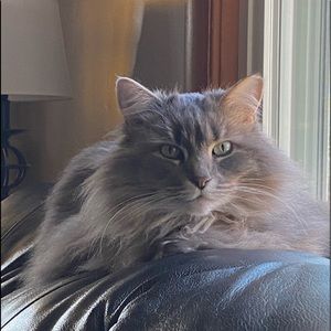 Meet your Posher, Boston